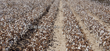 画像をギャラリービューアに読み込む, CANOÉ Ultimate Pima Organic Cotton TIGHT FIT HALF SLEEVE CREW-NECK : WHITE #CS0040b
