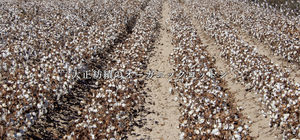 CANOÉ Ultimate Pima Organic Cotton LOOSE FIT TEE : WHITE #CS0030b